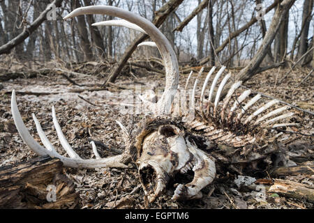 Das Skelett von einem männlichen weiß - angebundene Rotwild im Wald. Stockfoto