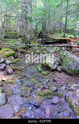 Bach im Nadelwald auf der Lawine Lake Trail in Glacier Nationalpark Stockfoto