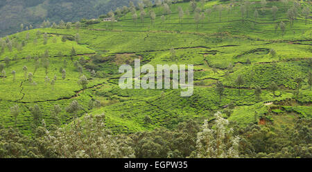 Munnar Hügel-Station im Western Ghats Kerala Indien Stockfoto