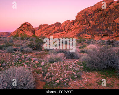 Roten Felsformationen bei Sonnenuntergang in der Wüste, Valley of Fire State Park, Nevada, USA.  Valley of Fire ist in der Mojave-Wüste Stockfoto