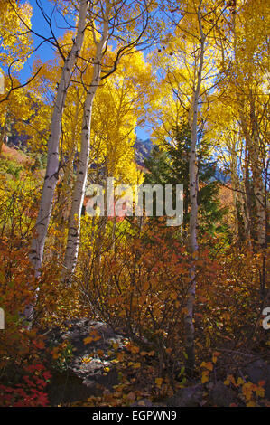 Rot, gelb und Orange lässt im Herbst am Wegesrand Lake Blanche in den Wasatch Mountains, Utah, USA. Stockfoto