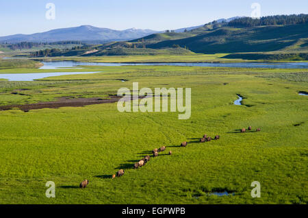 Linie der Bison in der Hayden Valley in der Morgendämmerung, Yellowstone-Nationalpark, Wyoming, Vereinigte Staaten von Amerika. Stockfoto