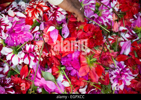 Blumenmarkt ist ein Großhandel, catering auf die Bedürfnisse von frischen Blumen von Kolkata. Stockfoto