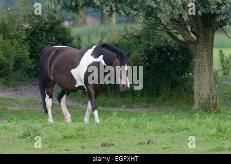 Pferd, braun und weiß auf einer Wiese Essen Gräser Stockfoto