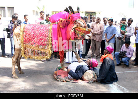 Musiker Show eingerichtet Bull Gangireddu Fähigkeiten während Sankranti pongal hinduistische Festivals am Januar 13,2013 in Hyderabad, Indien. Stockfoto