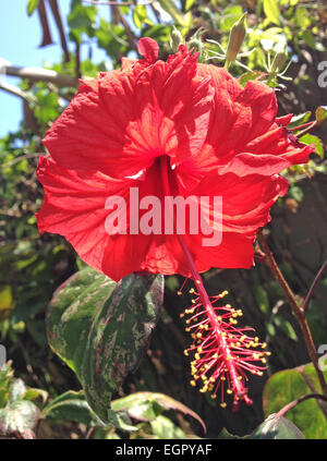 Eine helle rote Chaba Blume, Hibiscus Rosa Sinensis. Stockfoto