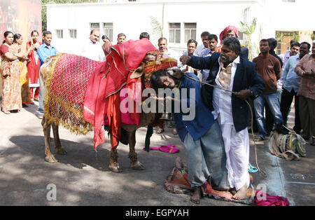 Musiker Show eingerichtet Bull Gangireddu Fähigkeiten während Sankranti pongal hinduistische Festivals am Januar 13,2013 in Hyderabad, Indien. Stockfoto