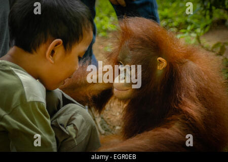 Ein Junge im Gespräch mit einer Captive juvenile von Sumatra Orang-Utan in Ancol Recreational Park, Jakarta, Indonesien. Stockfoto