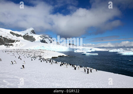 Gentoo Penguins (Pygoscelis Papua). Gentoo Pinguine bis zu Längen von 70 Zentimetern und Leben in großen Kolonien auf Antarktis ist Stockfoto