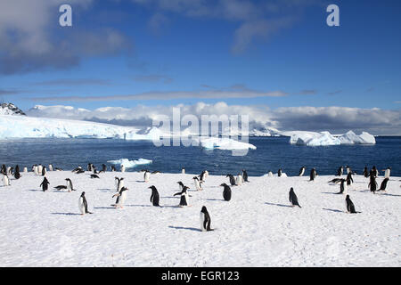 Gentoo Penguins (Pygoscelis Papua). Gentoo Pinguine bis zu Längen von 70 Zentimetern und Leben in großen Kolonien auf Antarktis ist Stockfoto
