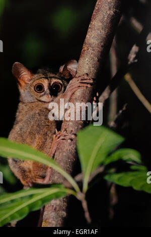 Porträt eines Tarsiers im Naturschutzgebiet Tangkoko Batuangus in Nord-Sulawesi, Indonesien. Stockfoto