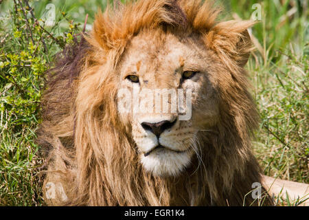 Männlicher Löwe der Marsh stolz, Masai Mara, Kenia Stockfoto