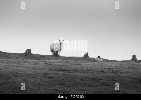 Schwarz-weiß-Porträt eines Schafes in Brecon-Beacons-Nationalpark, Wales, Großbritannien. Stockfoto