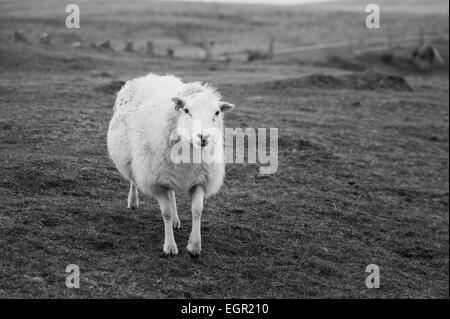 Schwarz-weiß-Porträt eines Schafes in Brecon-Beacons-Nationalpark, Wales, Großbritannien. Stockfoto