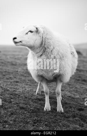 Schwarz-weiß-Porträt eines Schafes in Brecon-Beacons-Nationalpark, Wales, Großbritannien. Stockfoto