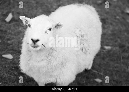 Schwarz-weiß-Porträt eines Schafes in Brecon-Beacons-Nationalpark, Wales, Großbritannien. Stockfoto