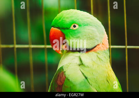 Nahaufnahme von Alexandrine Sittich geflohen Eupatria. Vogel Papagei Stockfoto