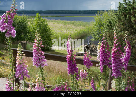 Fingerhut, gemeinsame Fingerhut, lila Fingerhut oder Digitalis Purpurea Blume Makro mit Blick auf den See um Mittsommer, Värmland, Schweden. Stockfoto