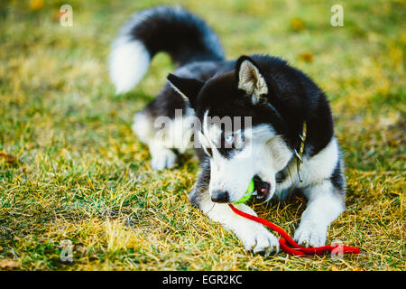 Junger Hund Husky Welpen spielt mit ihrem Spielzeug - Tennisball In Grass. Im freien Stockfoto