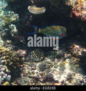 Gefütterte Doktorfisch schwimmen auf ein Riff auf den Malediven Stockfoto