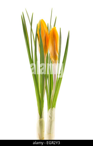 Krokusse blühen auf dem weißen Hintergrund Stockfoto