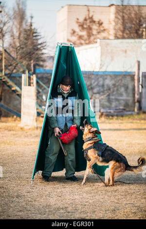 GOMEL, Weißrussland - 22. November 2014: Deutscher Schäferhund Hundetraining in Gomel regionale Sport-Club und dekorative Hundezucht. Bisschen Stockfoto