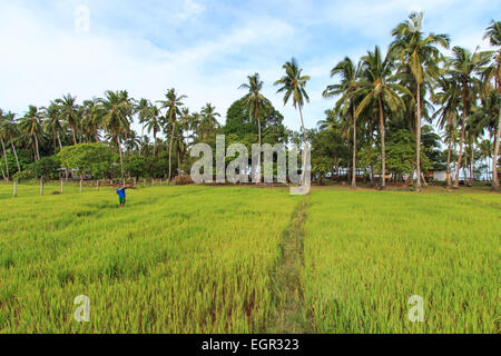 Landwirt Arbeiten von einem Reisfeld in Palawan, Philippinen Stockfoto
