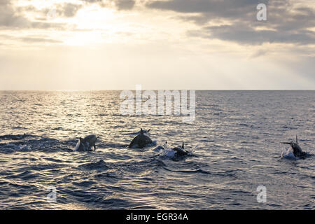 Schöne Delfine schwimmen bei Sonnenaufgang auf den Philippinen Stockfoto