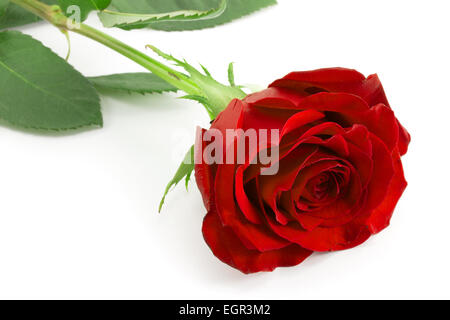 rote rose Knospe auf einen langen grünen stammen Stockfoto