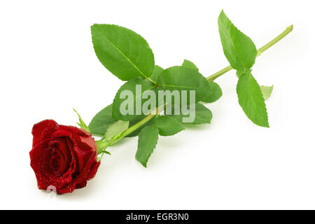 rote rose Knospe auf einen langen grünen stammen Stockfoto