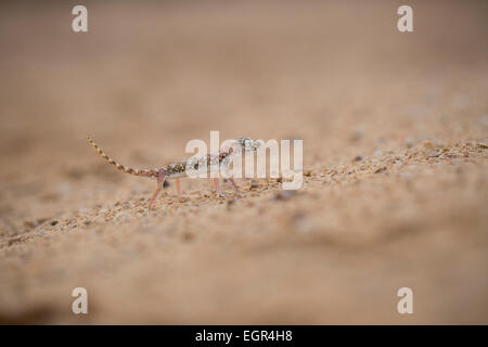 Stenodactylus Doriae, allgemein bekannt als der nahöstlichen kurz fingerte Gecko oder Doria Kamm-fingriger Gecko ist eine Art von Stockfoto