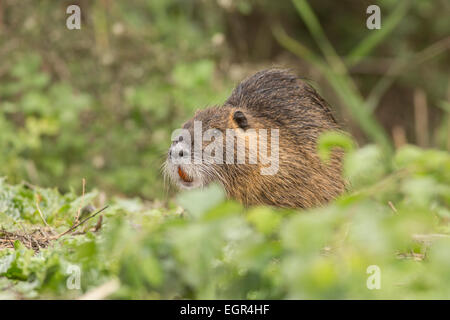 Nutrias oder Nutria (Biber brummeln) Israel, Hula-Tal Stockfoto