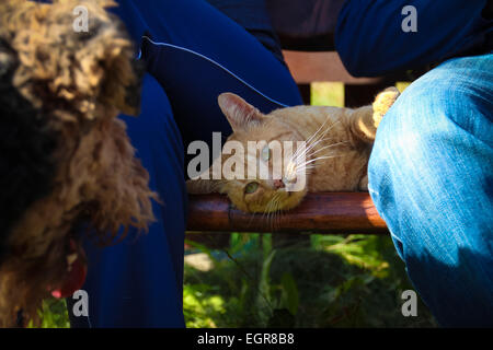 Verlegung auf einer Bank zwischen den Beinen seiner Besitzer und mit Blick auf einen Hund Katze Stockfoto