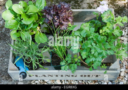 Kräuter und Salat bereit, in einem Cotswold Cottage Garten, England, UK gepflanzt werden. Stockfoto