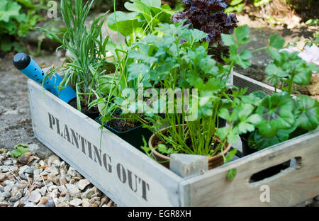 Kräuter und Salat bereit, in einem Cotswold Cottage Garten, England, UK gepflanzt werden. Stockfoto