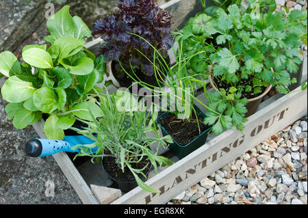 Kräuter und Salat bereit, in einem Cotswold Cottage Garten, England, UK gepflanzt werden. Stockfoto