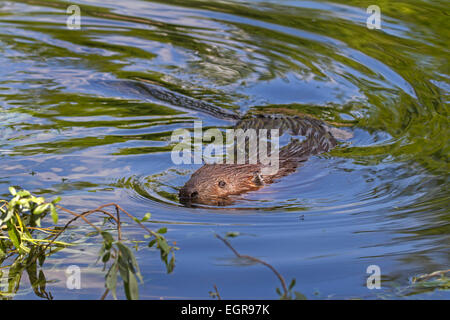 Europäischer Biber, Bayern, Deutschland, Europa / Castor Fiber Stockfoto