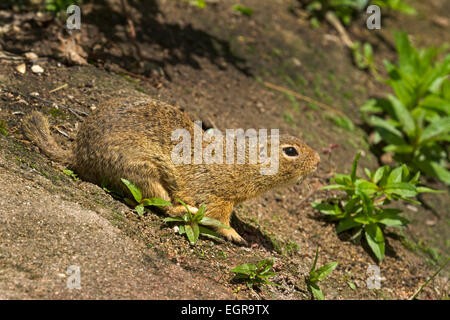 Europäische Ziesel / Spermophilus Citellus Stockfoto