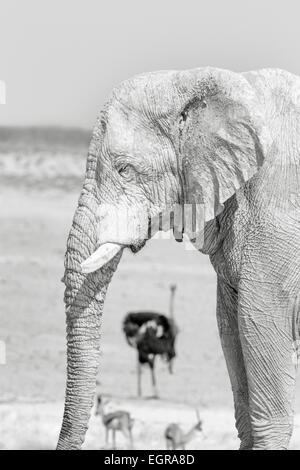 Eine Schlamm bedeckt, Elefant, Strauß und zwei Antilopen im Etosha Nationalpark, Namibia. Stockfoto