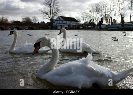 Mute Swans on the River Avon, Stratford-upon-Avon, UK Stockfoto