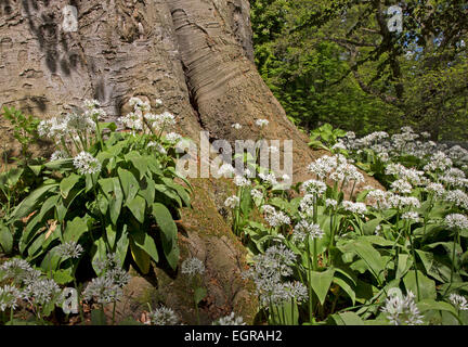 Blühenden Bärlauch (Allium Ursinum), Putbus, Rügen, Deutschland Stockfoto