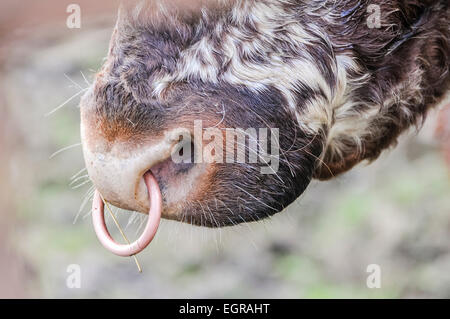 Durch die Nase ein Simmentaler Bull Ring Stockfoto