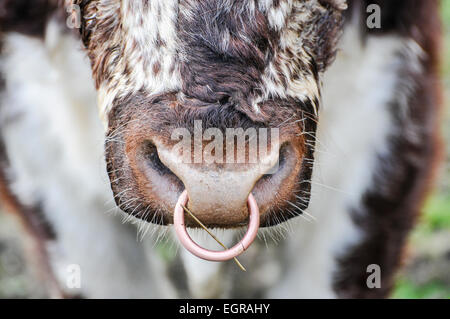 Durch die Nase ein Simmentaler Bull Ring Stockfoto