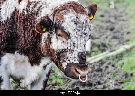 Durch die Nase ein Simmentaler Bull Ring Stockfoto