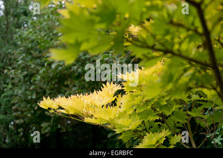 Acer Palmatum 'Dissectum Garnet', japanischer Ahorn. Garten im Juli, Schweden. Stockfoto