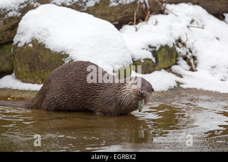 Europäischen Fischotter im Winter / Lutra Lutra Stockfoto