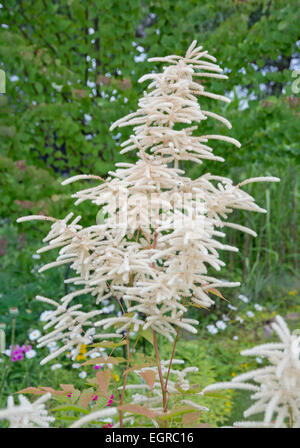 Gefiederten Astilbe Blüten. Garten im Juli, Schweden. Stockfoto