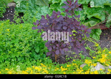 Strauch mit dunklen roten oder schwarzen Blättern. Garten im Juli, Schweden. Stockfoto