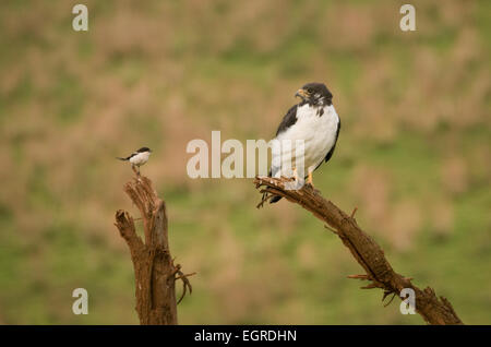 Augur Bussard und steuerliche Shrike gehockt dicht beieinander Stockfoto