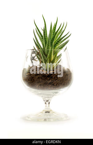 Sukkulenten in ein Becherglas mit Erde gefüllt Stockfoto